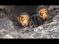 スズメバチ駆除 in 福島市- 刺された山林現場でオオスズメバチ駆除！