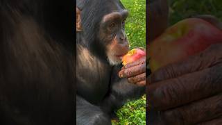 Limbani The Chimpanzee Enjoying An 🍎