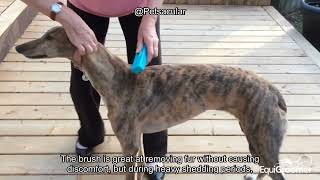 EasyGroomer Deshedding Brush Review: Does It Truly Tackle Fur Shedding for All Pets?