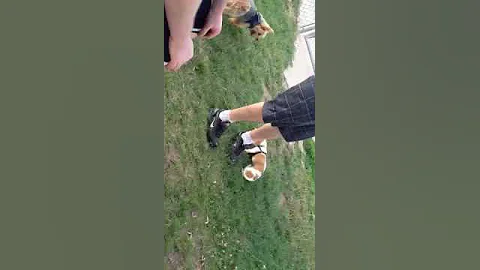 Baxter and Slinky at the dog park