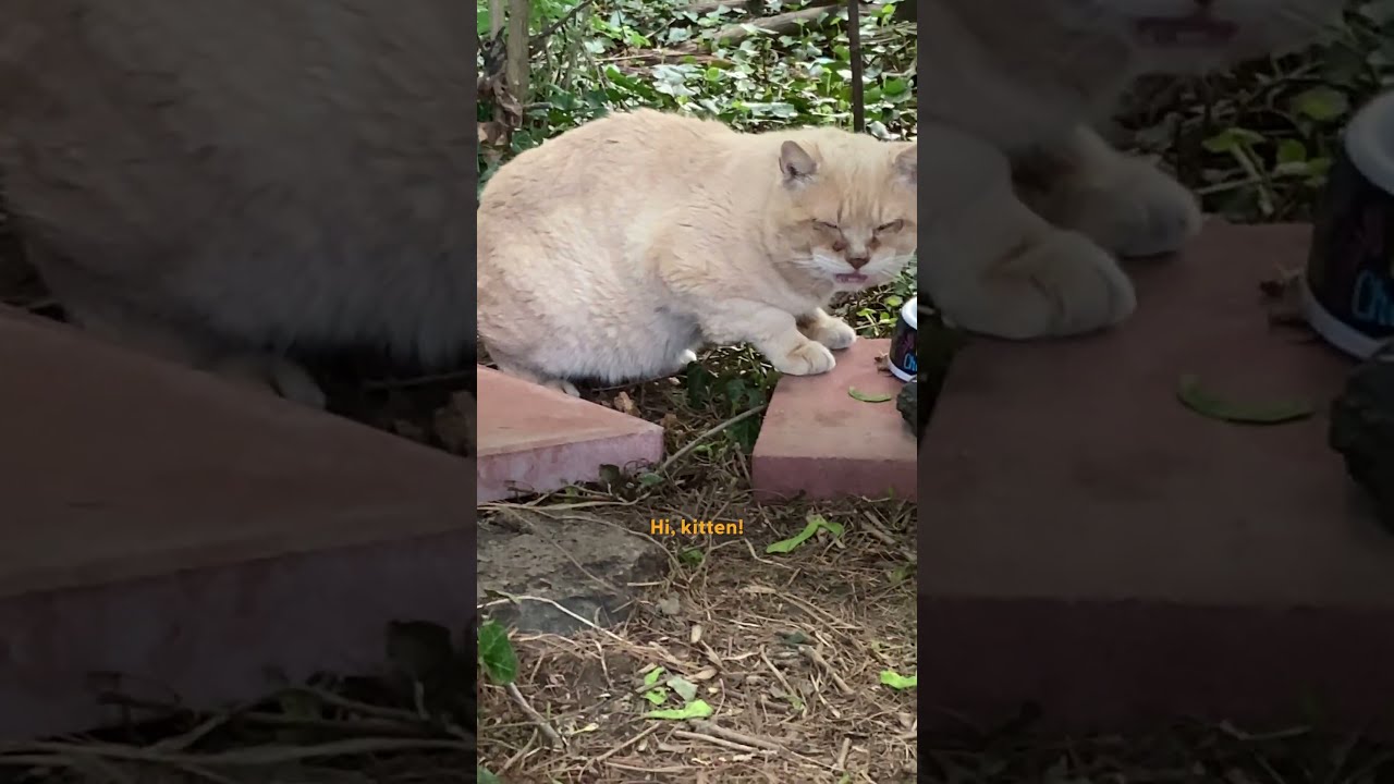 Stray Cat Left Behind When Family Moved Gets Rescued 6 Years Later The Dodo