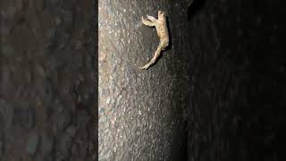 Man&#39;s Encounter with Acrobatic Frog on the Road