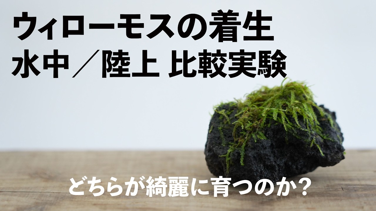 ウィローモスの着生　水中・陸上比較実験 