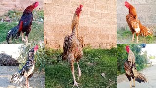 Asil Roosters Sound Effect Aseel Roosters Crowing - Compilation Aseel Murge Ki Awaaz