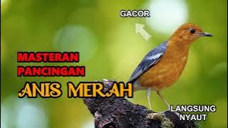 🔴 Download Suara Burung Anis Merah Mp3 Suara Jernih Untuk Pancingan