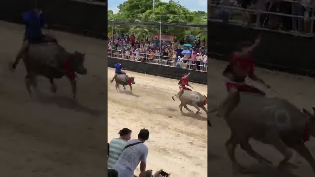 Buffalo racing festival  