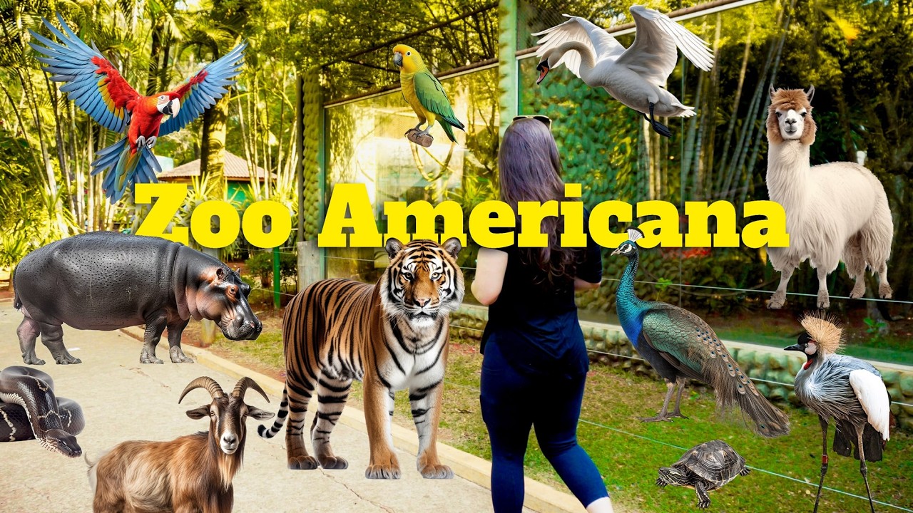 PERTO E BARATO: Conheça o ZOOLÓGICO DE AMERICANA - YouTube