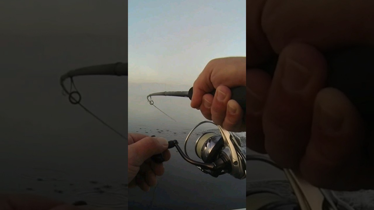 Ryuji Sky Force spin kamışla güzel bir turna avı videomuz yayında 🎬 