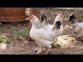 CHICKEN CLUCKING Sound Effect High Quality 