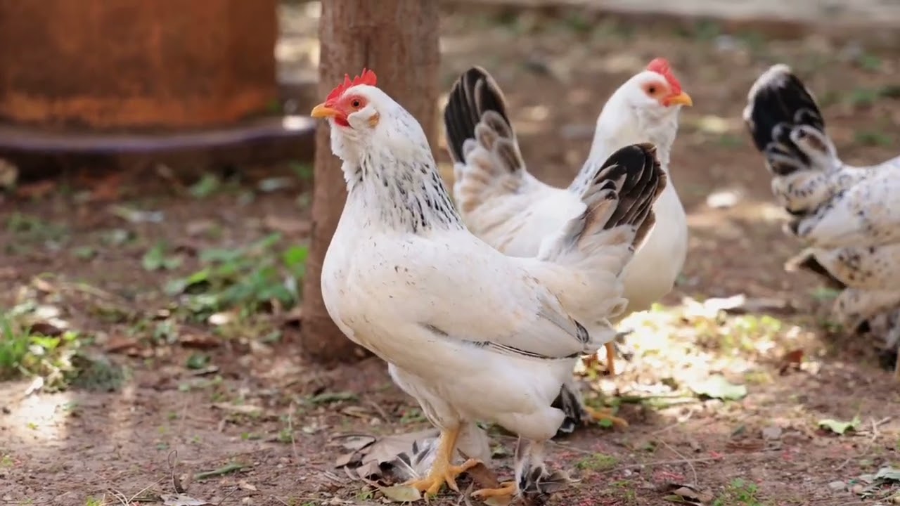 CHICKEN CLUCKING | Sound Effect [High Quality]