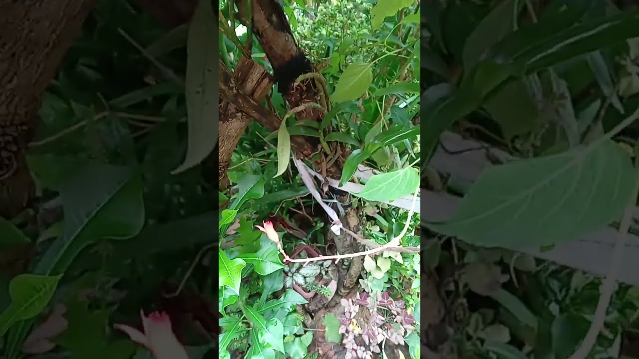 Com a Chuva Quase Não Temos FLORES