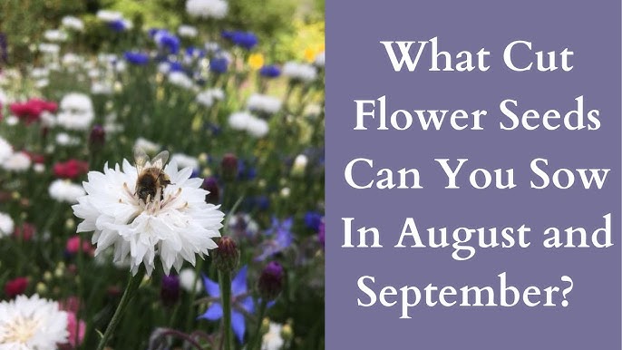 How to Harvest Your Own Seed: Tips for Collecting Flower Seed