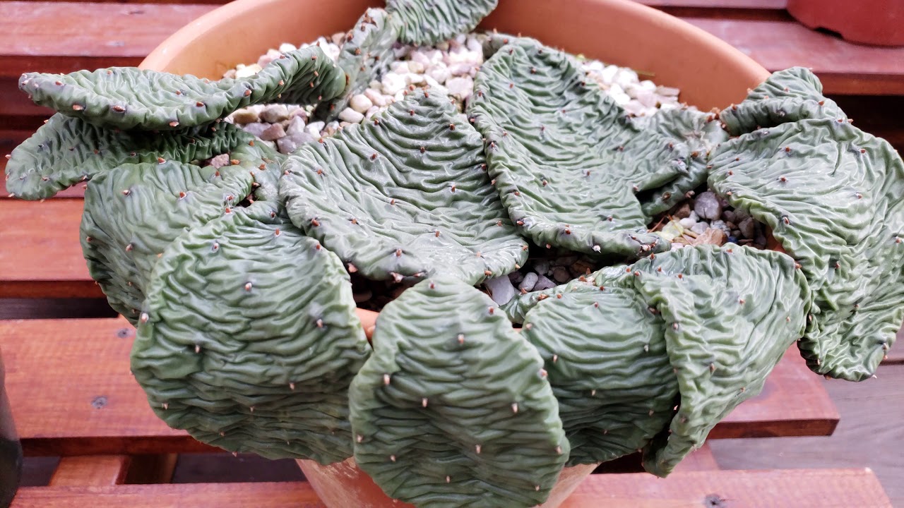 신비의 천년초 혹한에도 자생하는 선인장《Mysterious Prickly pear ( Opuntia humifusa