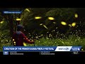 Fireflies illuminate Pennsylvania nights with unique displays