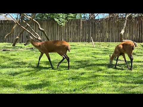 Marsh deer / Blastocerus dichotomus