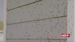Swarms of insects invade KELOLAND lake communities
