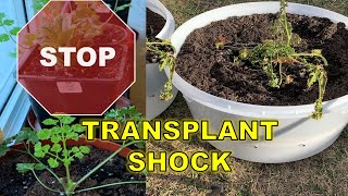 DON'T DESTROY TRANSPLANTS by Skipping This Critical Step