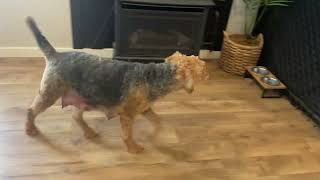 Rosie along with her Airedale pups 5.5 weeks old