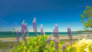 Ocean White Noise in 4K UHD | Peaceful Seattle Coast, Waves & Seagull Sounds - Ep 1