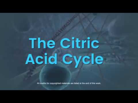 Citric Acid Cycle