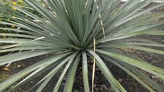 Cuchara del desierto: Dasylirion serratifolium ()