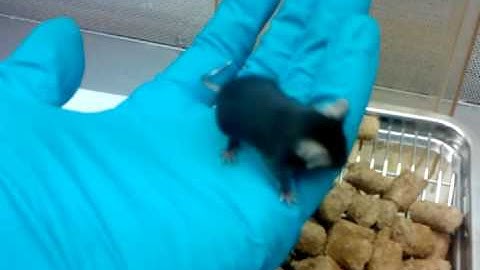 Ποντίκι C57BL/6