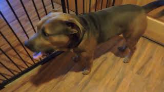 RESCUE Rottweiler Lab Mix Puppy to Adopt so sweet and Mellow