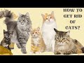 How to get rid of cats || How to get rid of cats from house || How to get rid of cats in your yard