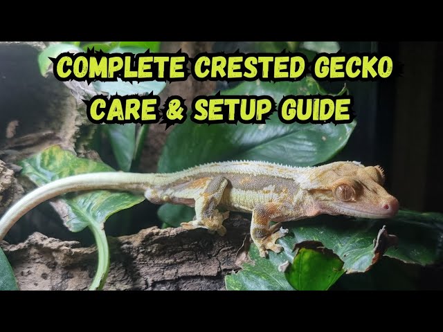 gecko care crested gecko complete setup