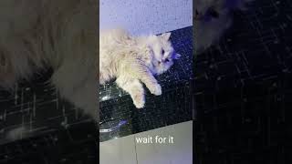 Celebrity I thought my cat was dead but she did this to me #shorts #persian cat Profile
