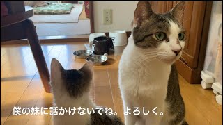 僕の妹に話かけないでね。よろしく。