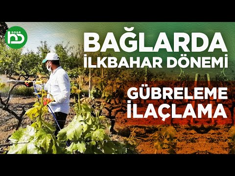 Bağlarda İlkbahar Dönemi Yapılanlar, Budama, Gübreleme, Toprağın İşlenmesi, İlaçlama (üzümbağı/15)