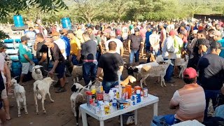 Feira de Animais da Vila do jerimum Taquaritinga do Norte PE 03/05/2026.