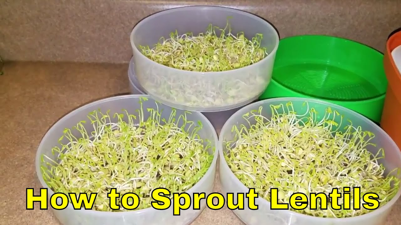 How to Sprout Lentils at Home | For Beginners - YouTube