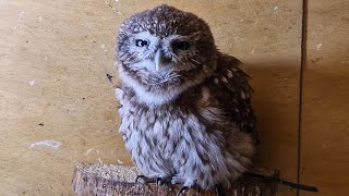 Scary sounds from a cute owl. The evil burritowl is outraged. Owl Chuchundriy dines