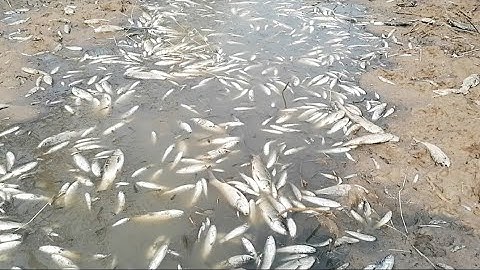Floodwaters Bring Thousands of Fish | Fish Fishing 