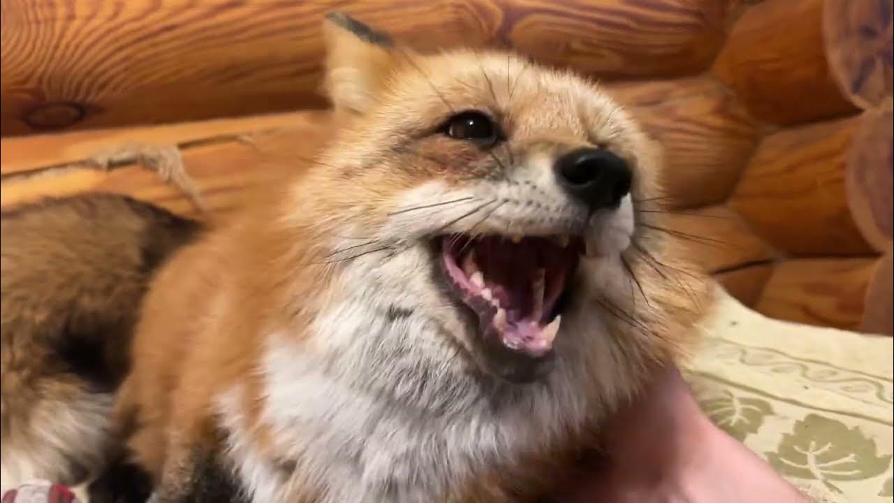 Алиса - лиса. И снова я на диване - YouTube