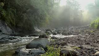 Great flowing river, bird and nature sound to fall asleep in 10 minutes