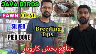 Pied Dove, Grey, White, Silver, Opal,Fawn Java || Breeding Setup Visit ll