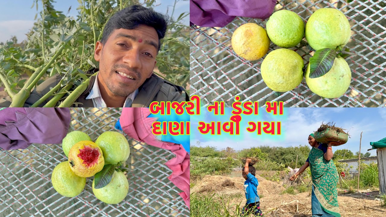 આજે એક નંબર જામફળ ઉતાર્યા 🍐 vasinda nakhva halo 🐃 dhanji ni moj