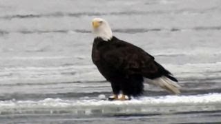 Bald eagles casually float down Mississippi river on ice