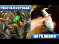 Рабочая коробка на голавля - СКОЛЬКО нужно приманок ? Собираем свою первую коробку!