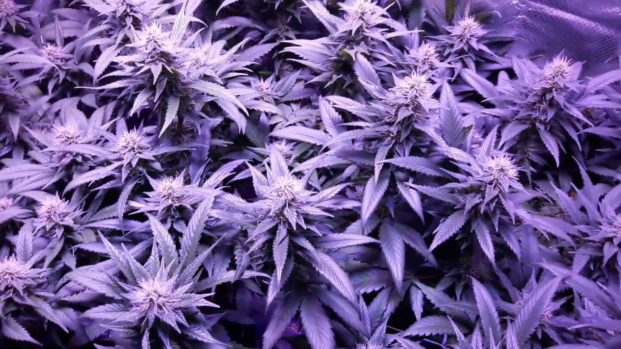 Higrow 600 watt Indoor Scrog Grow Part 6