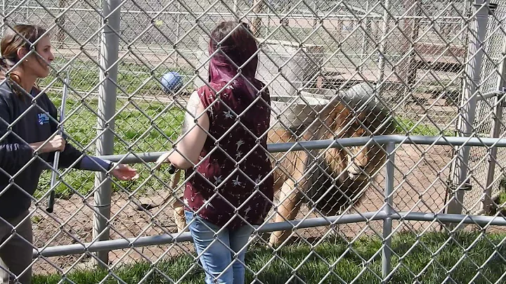 One pissed-off lion. Claws the fence