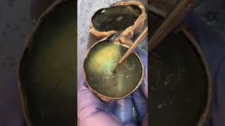 Cow Eye Dissection