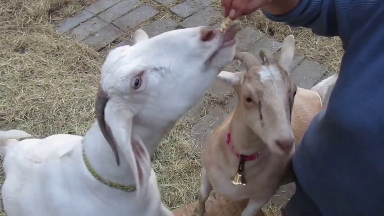 Goats eating treats YouTube