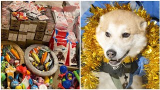 Новогодние подарки для животных канала Зоомама ❤️🎄 Спасибо, друзья!