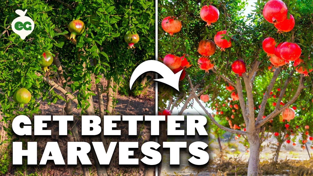 How to Prune Pomegranate Trees for BIG Harvests - YouTube
