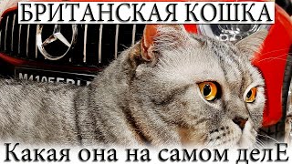 Британские кошки, какие они на самом деле? От мороженного - до крепкого сна. Смешные и пушистые Британские кошки, какие они на самом деле? От мороженного - до крепкого сна. Смешные и пушистые