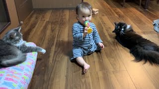ラッパの合図で娘から呼び寄せられる猫　ラガマフィン　Cat called by daughter with trumpet signal